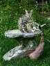 Cat on Pedestal